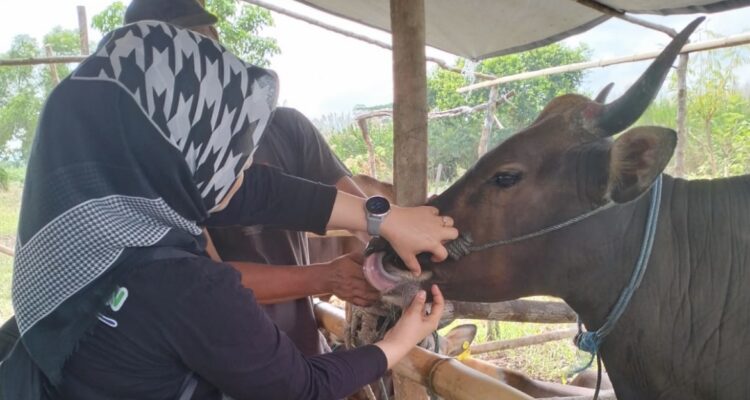 DTPHP Kutai Timur Progres Gencarkan Program Swasembada Daging Sapi (Dok: indeksmedia)
